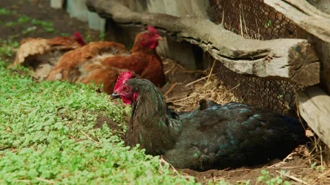Black hen with bright red comb sits relaxed Stock Footage 331519635
