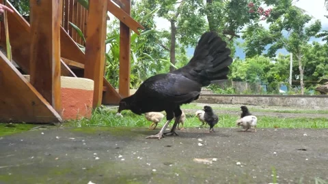 Black hen with chicks in the backyard pecks food from the ground. Poultry Stock Footage 228322221