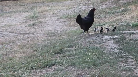 Black hen with chicks. Stock Footage 201220039