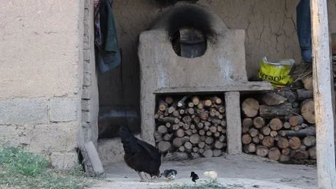 Black hen with chicks. Stock Footage 201220048