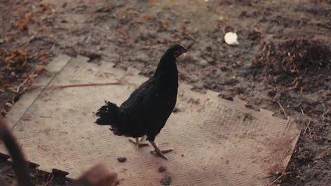 Black Hen close up standing Stock Footage 161261904