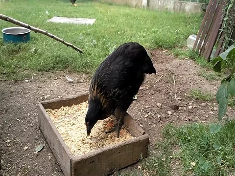 Black hen eating in the backyard Stock Footage 80716373