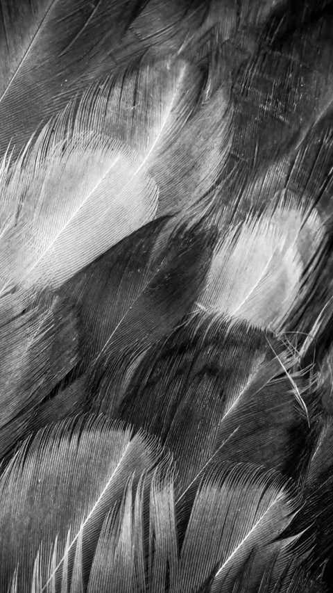 Black hen feathers. texture or background Stock Footage 301982124