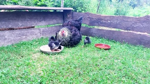 Black Hen Feeds Her Chicks in the Yard During a Sunny Afternoon in the Gard.. Stock Footage 345365076