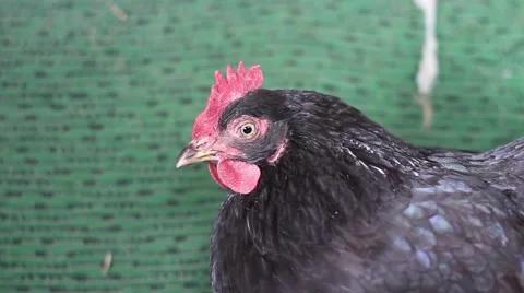 Black Hen 動画素材 51111430