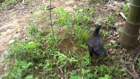 Black Hen Stock Footage 274270689