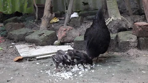 Black hen with four chicks foraging on rice grains in a Bangladesh village. Stock Footage 320588088