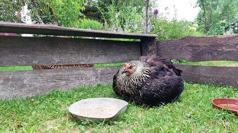 Black Hen With Her Chicks Foraging and Resting in the Garden on a Sunny Day Stock Footage 345365088