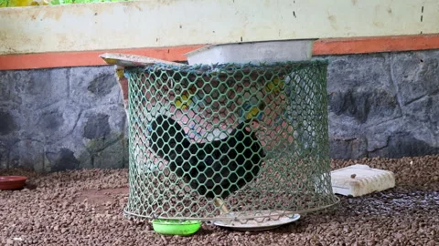 A black hen inside a small, cylindrical enclosure made of green plastic mesh Stock Footage 315080622