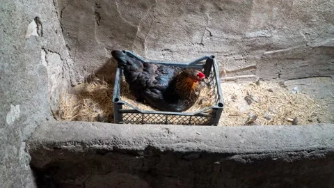 A black hen laying egg on nesting box with time lapse Stock Footage 132013245