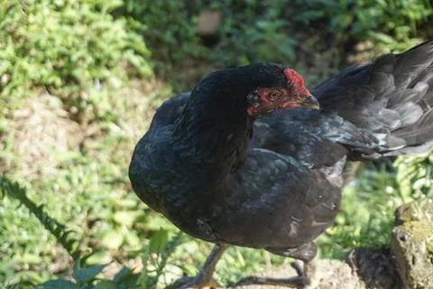 Black hen looking at camera Stock Photos