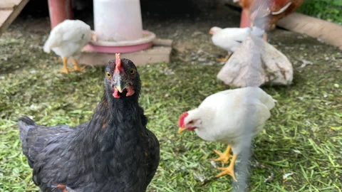 A black hen or a young rooster looks funny and curious at the camera against the Stock Footage 196970745