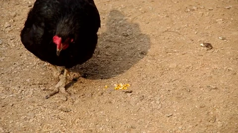 Black hen peck corn Stock Footage 48731434
