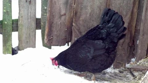 Black Hen pecks grain Stock Footage 58907210