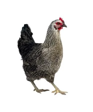 Black  hen Stock Photos