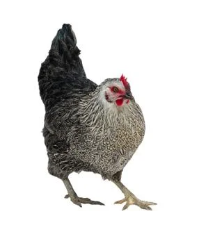 Black  hen Stock Photos