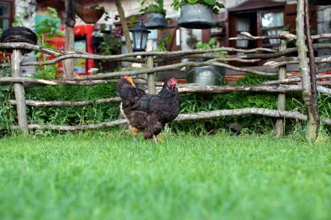Black hen. Stock Photos