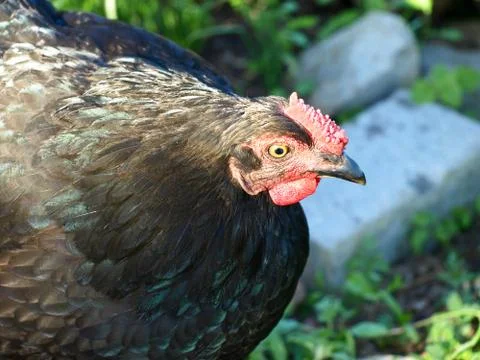 Black hen. Stock Photos
