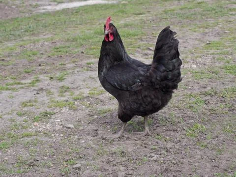 The Black hen Stock Photos