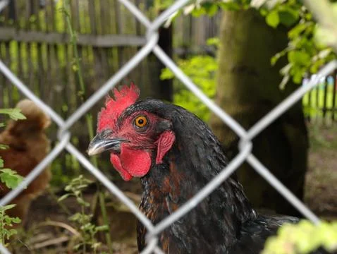 Black hen Stock Photos