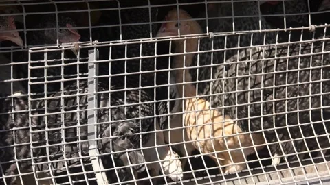 A black hen with a red crest sits on the hay Stock Footage 223816035