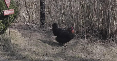 Black hen standing still and looks around Stock Footage 176828512
