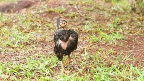 Black hen wandering through a grassy field Stock Footage 77444166