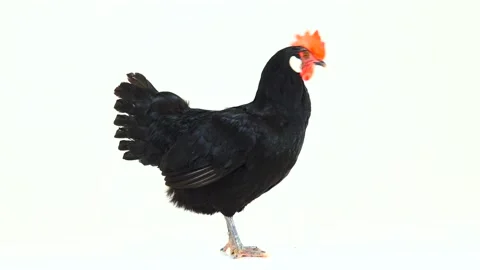 Black hen on a white background Stock Footage 85736989
