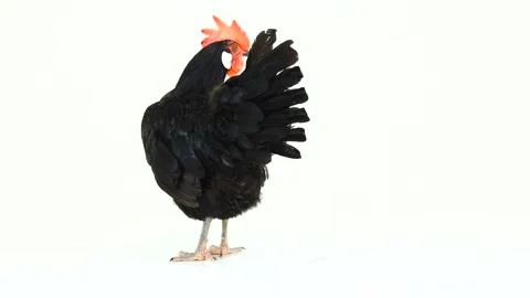 Black hen on a white background, studio shot Stock Footage 85736674