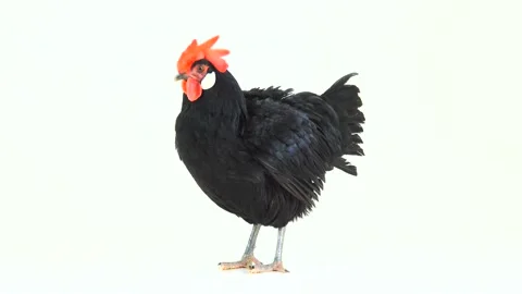Black hen on a white background, studio  Stock Footage 85737115