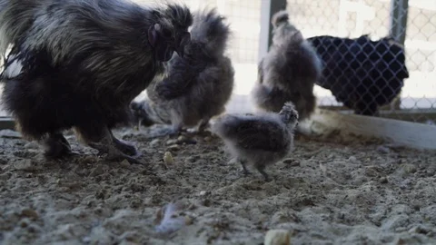 Black hens and a rooster in an aviary on a farm. raising chickens on a farm Stock Footage 129886591