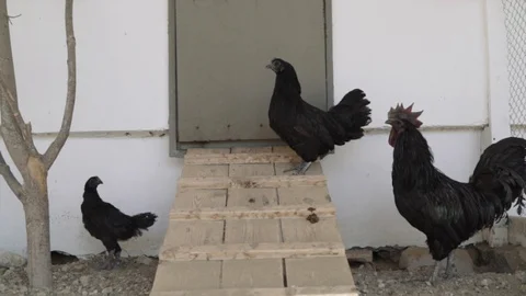 Black hens and a rooster in an aviary on a farm. raising chickens on a farm Stock Footage 129886629