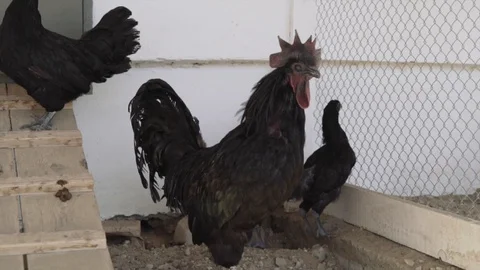 Black hens and a rooster in an aviary on a farm. raising chickens on a farm Stock Footage 129886716