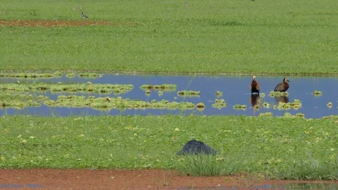 Black Heron catching fish Stock Footage 125446916
