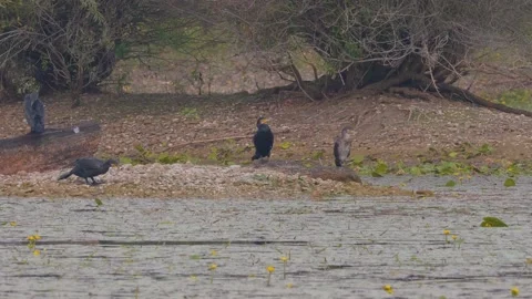 Black heron eats fish on the lakeshore while other herons watching Stockbeeldmateriaal 161579679