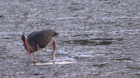 Black heron Stock Footage 246476801