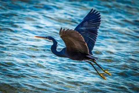 Black heron Stock Photos
