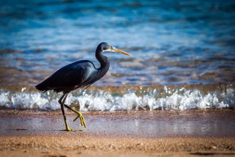 Black heron Stock Photos