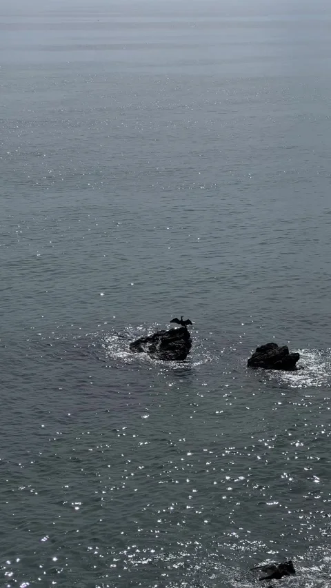 Black herons sitting on rocks in sea. Vertical video Stock Footage 240922040