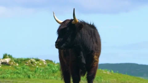 A Black Highland Cattle is Looking Back Stock Footage 157599408
