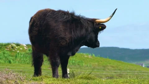 A Black Highland Cattle is Looking Back and Forward, Slow Motion Stock Footage 157600158