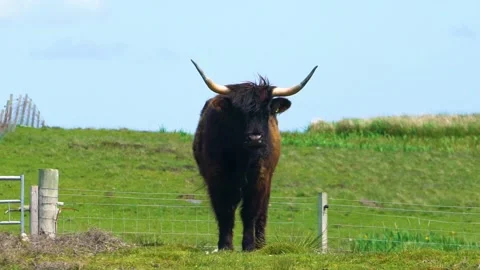 A Black Highland Cattle is Looking At The Camera, Slow Motion,(Loop) Stock Footage 157550166