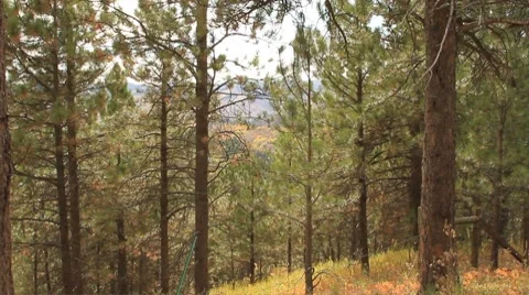 Black Hills forest in a fall wind Stock Footage 8802499