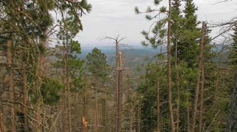 Black Hills through the Trees Stock Footage 11780911