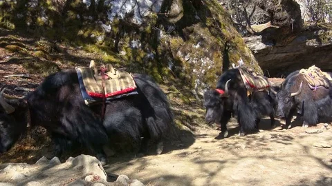 Black Himalayan yaks Stockbeeldmateriaal 76789054