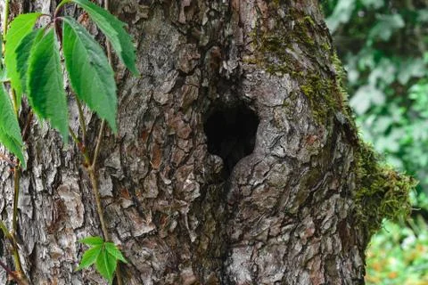 Black hole entry for bird in tree trunk Stock Photos