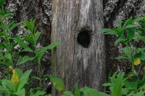 Black hole entry for bird in tree trunk Stock Photos