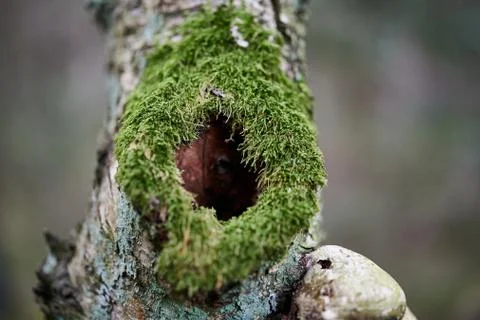 Black hole in tree trunk as entry to bird nest. Stock Photos