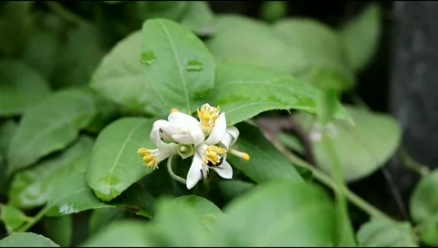 Black honey bee on lemon's flowers Stock Footage