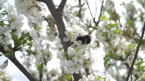Black honeybees fighting Stock Footage 153360144